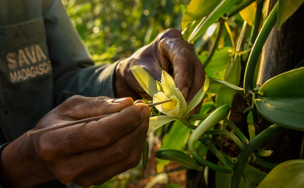 Manual pollination of a vanilla flower in a plantation in the SAVA region, Madagascar