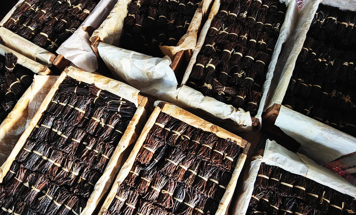Cut sections of vanilla pods, concentrated in aromas, in a ceramic bowl
