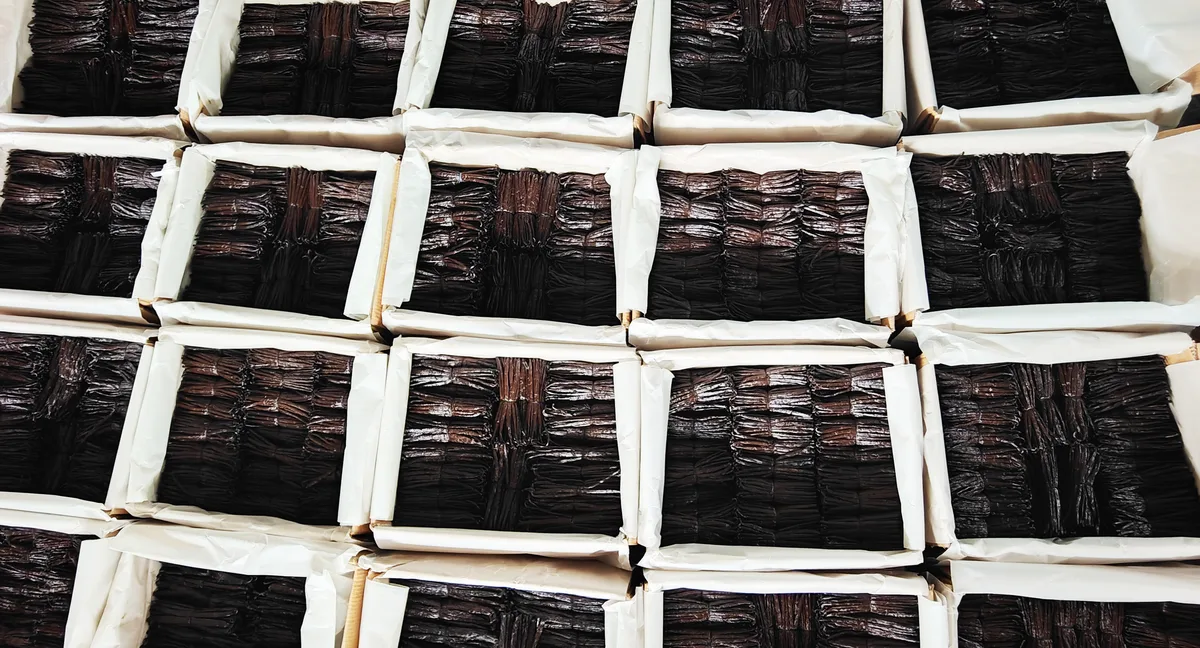 Madagascar gourmet black vanilla pods lined up on a light stone